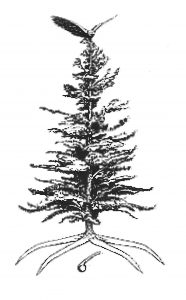 tree of peace